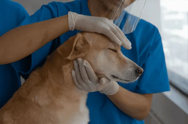 Anjing rabies