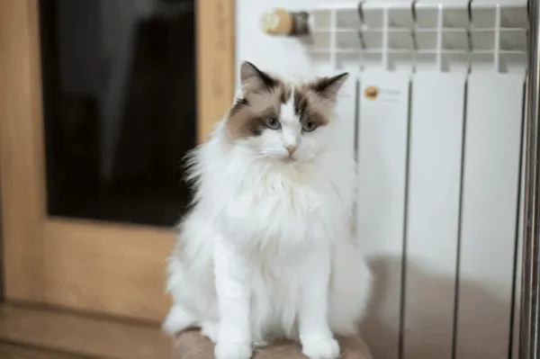 kucing ragdoll