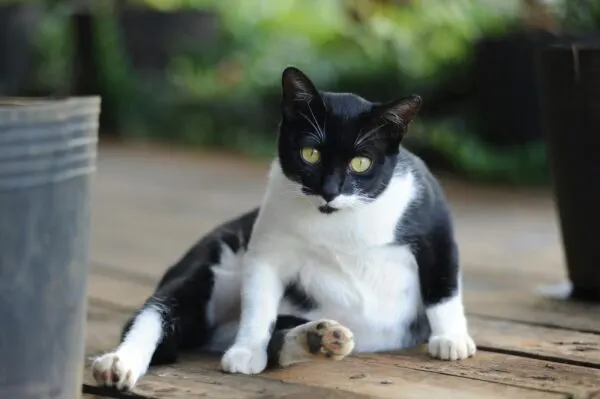 perut kucing besar