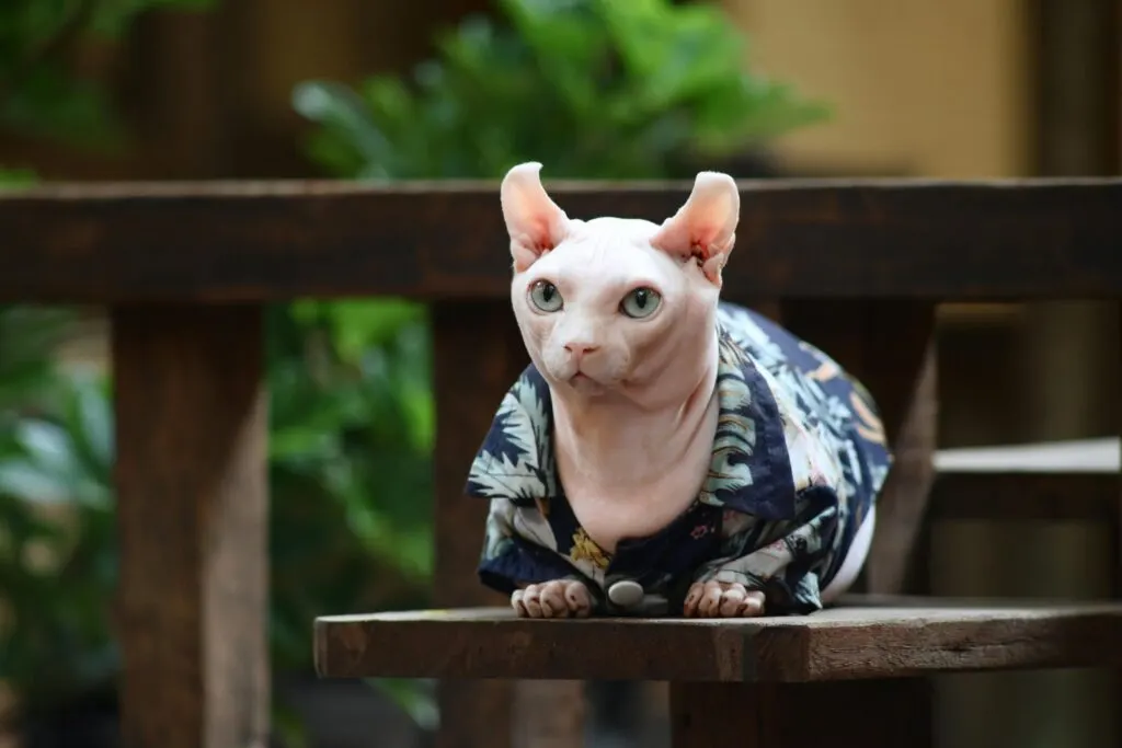 Fakta Menarik dan Jenis Ras Kucing Tanpa Bulu