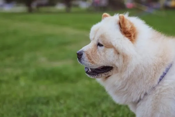 Anjing Chow Chow