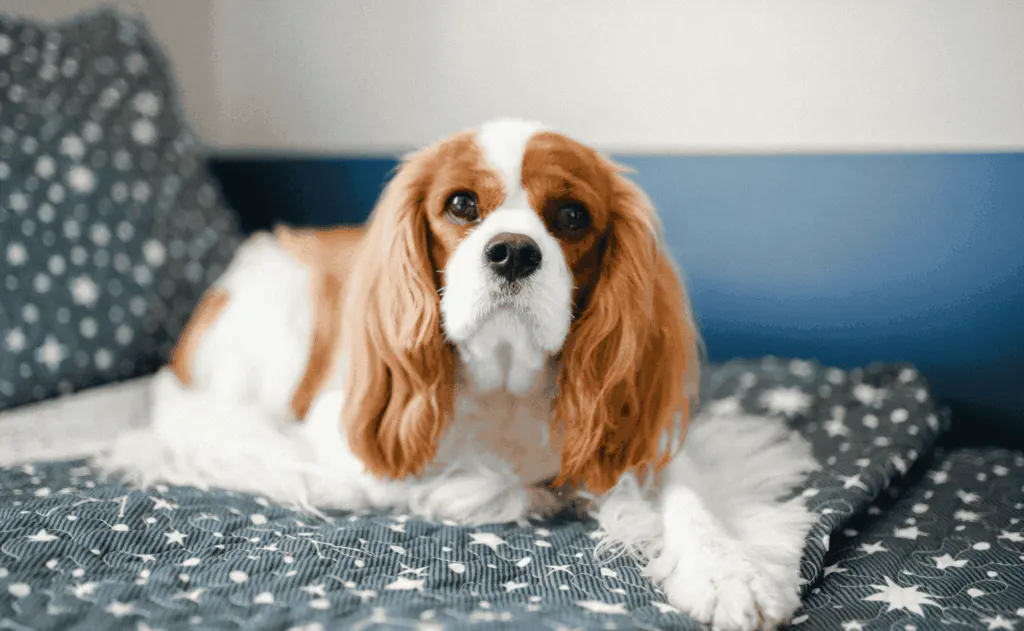Anjing Cavalier King Charles Spaniel