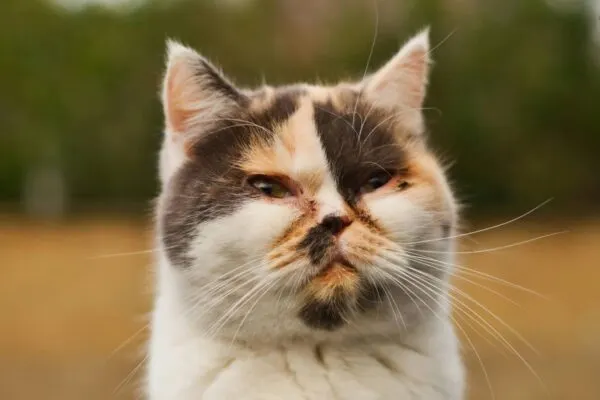 Mata Kucing Sakit