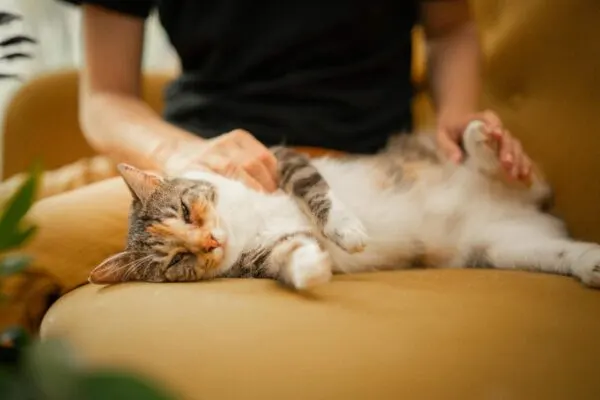 Posisi Tidur Kucing