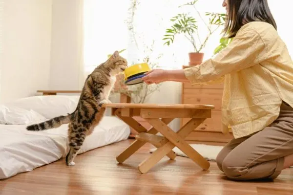 Makanan Kucing Yang Bagus Tanpa Bahan Pengawet