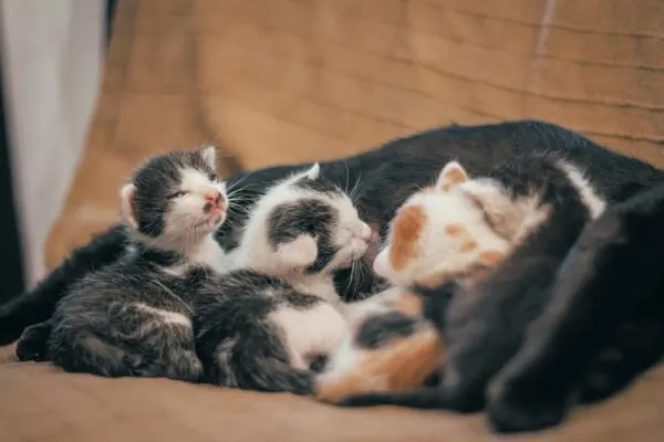 Kucing Melahirkan
