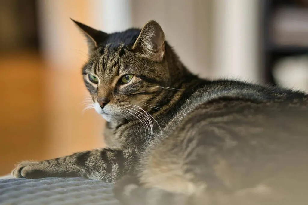 Kucing Corak Mujair