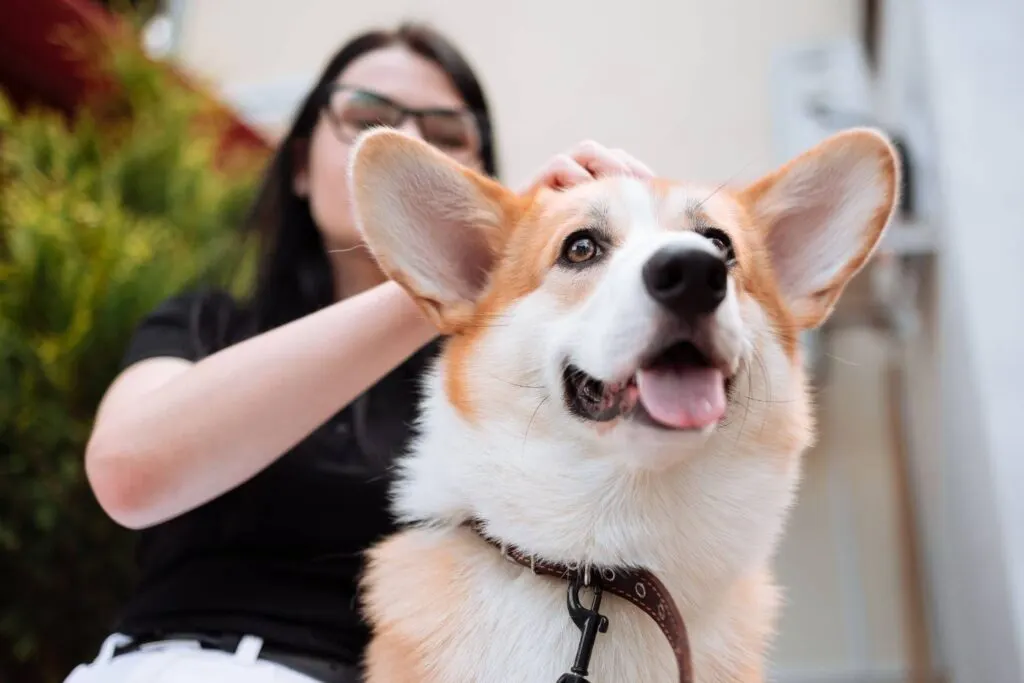 10 Jenis Anjing Lucu yang Cocok Dipelihara