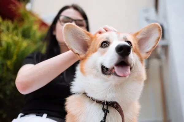 10 Jenis Anjing Lucu yang Cocok Dipelihara