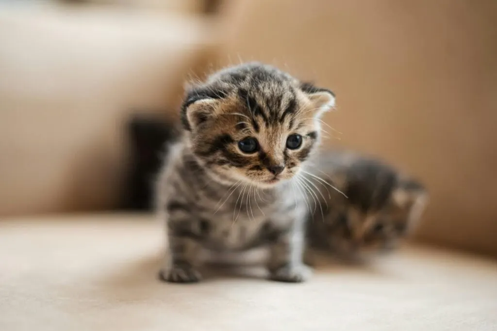 Cara Merawat Anak Kucing Baru Lahir Tanpa Induk