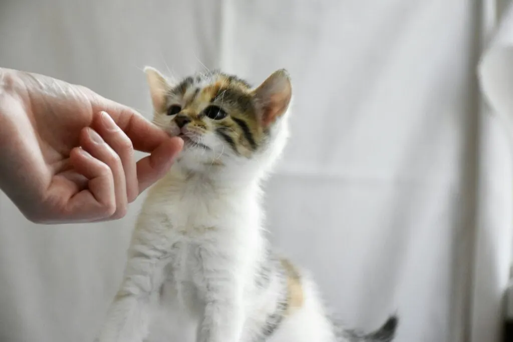 Cemilan Kitten yang Sehat untuk Dikonsumsi Setiap Hari