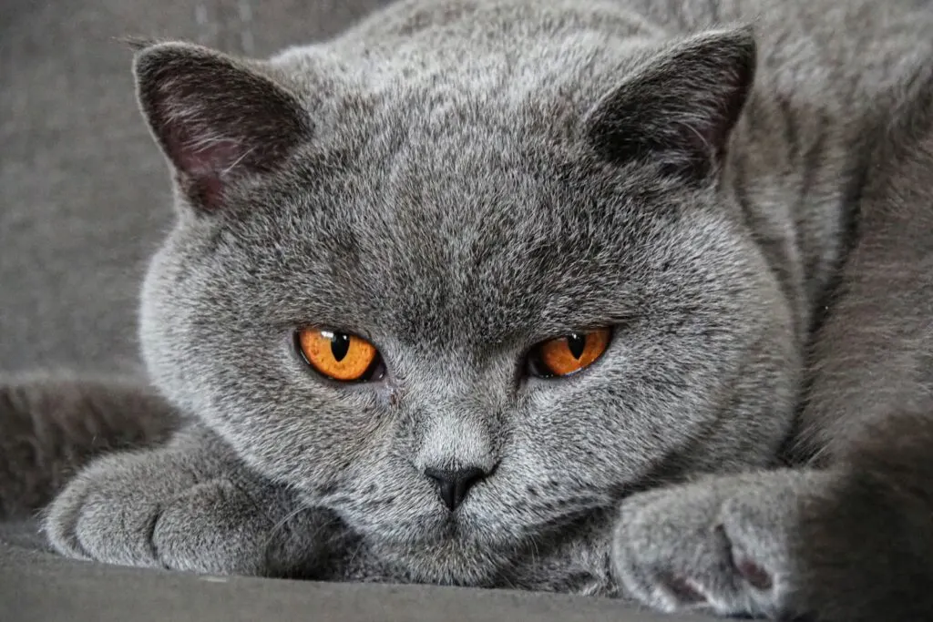Jenis Ras Kucing Abu-Abu yang Populer di Indonesia