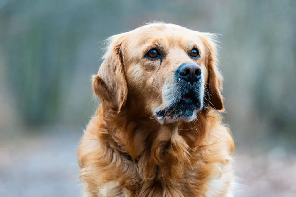 7 Kepribadian Golden Retriever Ini Cocok untuk Dipelihara