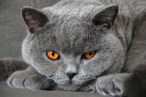 Jenis Ras Kucing Abu-Abu yang Populer di Indonesia