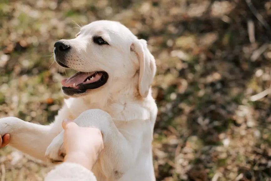 Dog Training Tips untuk Anjing Lebih Patuh