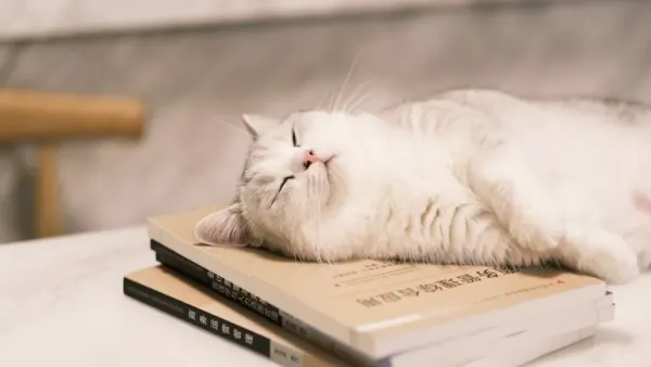 Karakter Kucing Munchkin dan Perawatannya