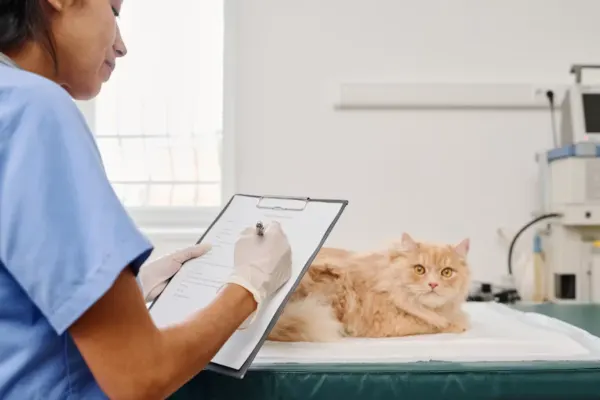 Obat Diare Kucing yang Aman dan Efektif