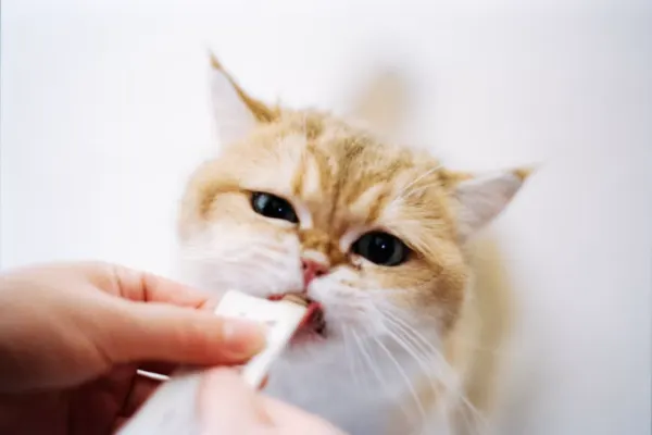 Vitamin Kucing Terbaik untuk Menjaga Kesehatan Bulu