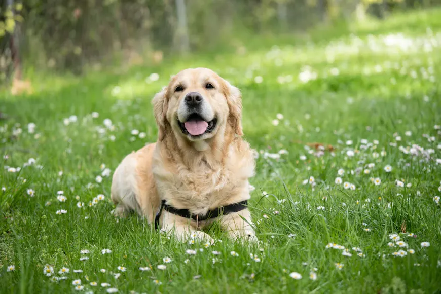 10 Karakter Anjing Labrador dan Cara Merawatnya