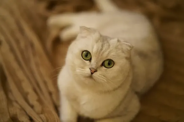Fakta Menarik Kucing Scottish Fold dan Cara Merawatnya