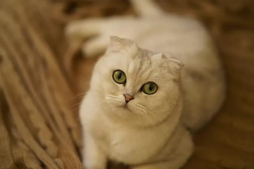 Fakta Menarik Kucing Scottish Fold dan Cara Merawatnya