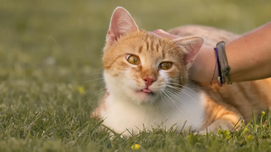 Jenis Virus Kucing dan Cara Mencegahnya